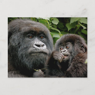 Ugandan Gorillas Postkarte