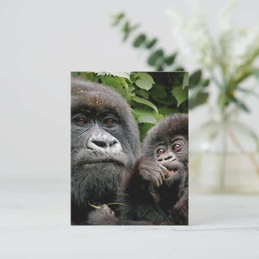 Ugandan Gorillas Postkarte (Stehend Vorderseite)