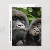 Ugandan Gorillas Postkarte (Vorne/Hinten)