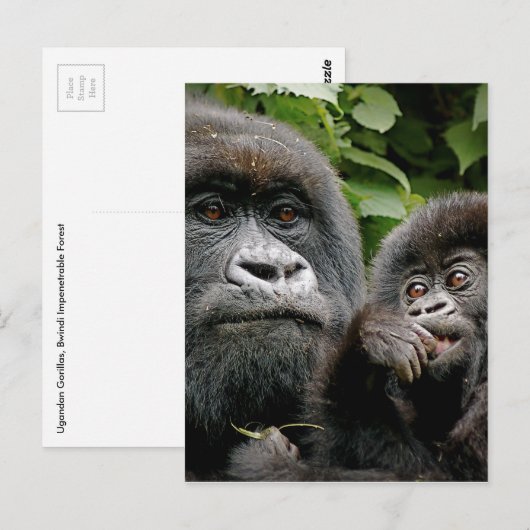 Ugandan Gorillas Postkarte (Vorne/Hinten)