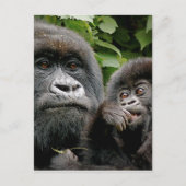 Ugandan Gorillas Postkarte (Vorderseite)