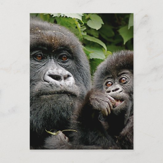 Ugandan Gorillas Postkarte (Vorderseite)