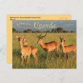 Ugandan Kob Queen Elizabeth Nationalpark Uganda Postkarte (Vorne/Hinten)