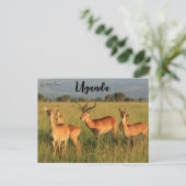 Ugandan Kob Queen Elizabeth Nationalpark Uganda Postkarte (Stehend Vorderseite)