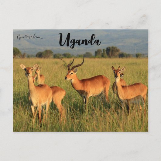 Ugandan Kob Queen Elizabeth Nationalpark Uganda Postkarte (Vorderseite)