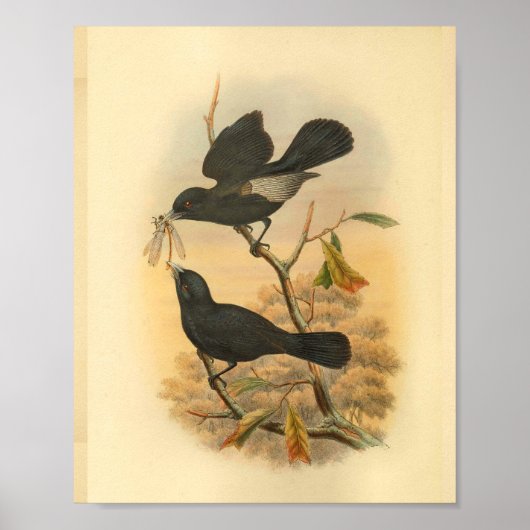 Ugi Island Black Flycatcher Bird Vintag Print Poster (Vorne)