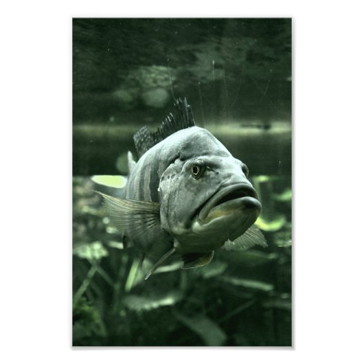 Ugly Aquarium Fish Fotodruck (Vorne)