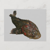 Ugly Rock Fish (irischer Herr)