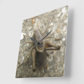 Uhr der braunen Feldriegel (Winkel)