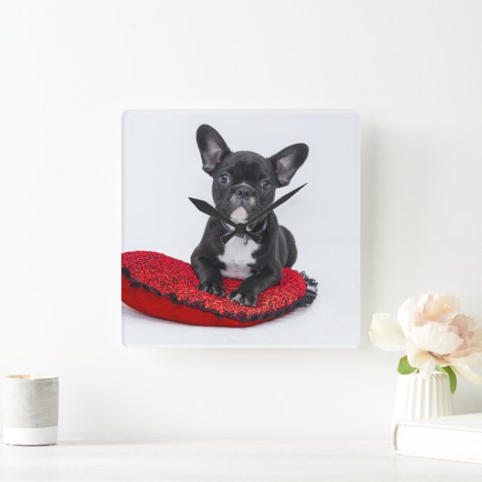 Uhr der französischen Bulldogge (Zuhause)