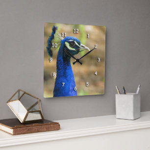 Uhr - Pfauenportrait