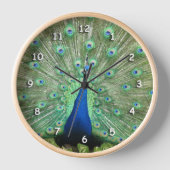 Uhr - Schwanz-Federn für Pfauen (Vorderseite)