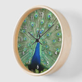 Uhr - Schwanz-Federn für Pfauen (Winkel)