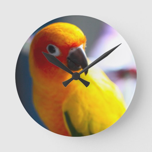 Uhr Sun Conure (Vorderseite)