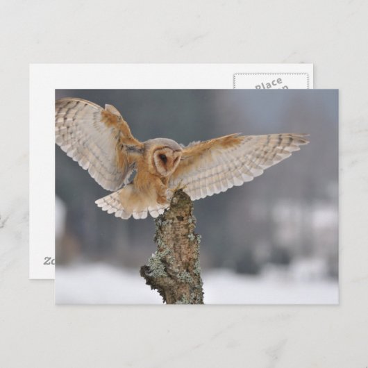 Uhu der Scheune landet, um zu spinnen Postkarte (Vorne/Hinten)