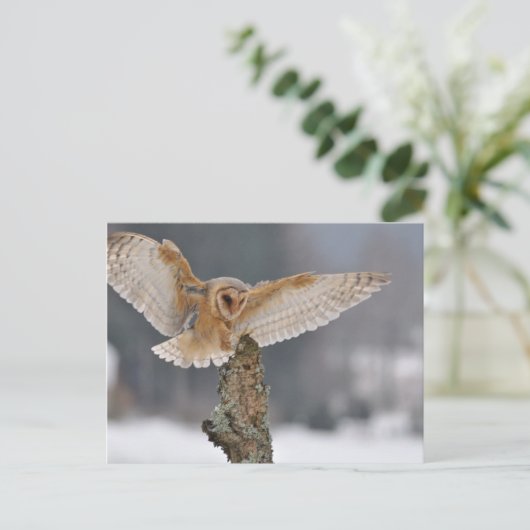 Uhu der Scheune landet, um zu spinnen Postkarte (Stehend Vorderseite)