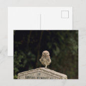 Uhu in einem Friedhof Postkarte (Vorne/Hinten)