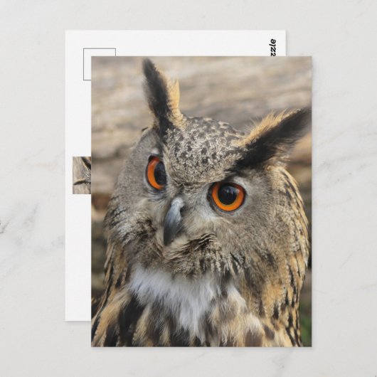 Uhu Postkarte (Vorne/Hinten)
