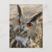 Uhu Postkarte (Vorderseite)