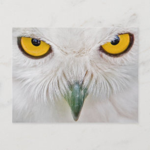 Uhu Postkarte