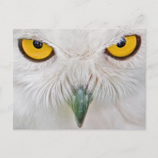 Uhu Postkarte (Vorderseite)