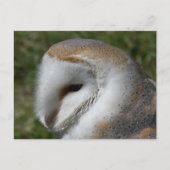 Uhu Postkarte (Vorderseite)