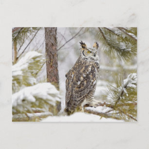 Uhu Postkarte