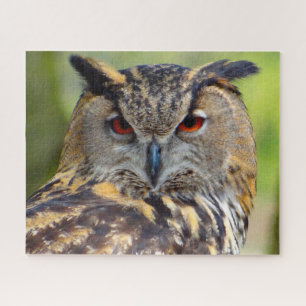 Uhu-Raubvogel. Puzzle