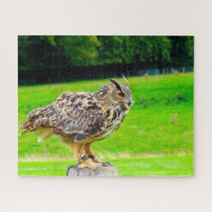 Uhu-Raubvogel. Puzzle