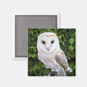 Uhu (Tyto Alba) auf Handschuh Magnet (Vorderseite/Rückseite)
