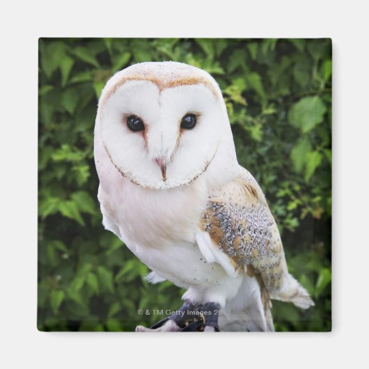 Uhu (Tyto Alba) auf Handschuh Magnet (Vorne)