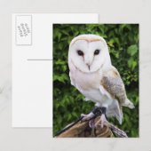 Uhu (Tyto Alba) auf Handschuh Postkarte (Vorne/Hinten)