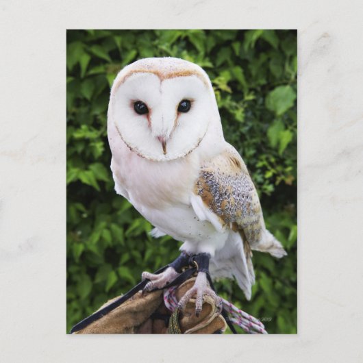 Uhu (Tyto Alba) auf Handschuh Postkarte (Vorderseite)
