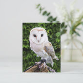 Uhu (Tyto Alba) auf Handschuh Postkarte (Stehend Vorderseite)