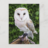 Uhu (Tyto Alba) auf Handschuh