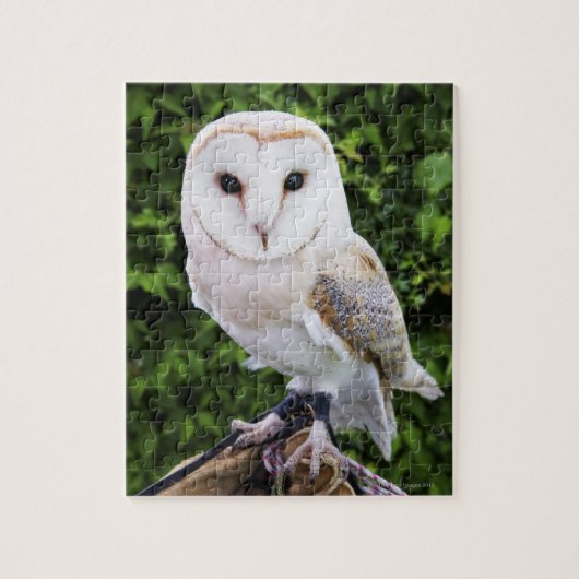 Uhu (Tyto Alba) auf Handschuh Puzzle (Vertikal)