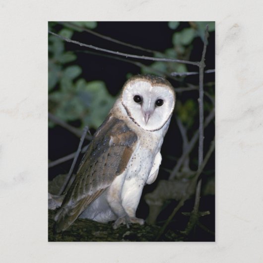 Uhu, Tyto alba, Kalifornien, USA Postkarte (Vorderseite)