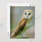 Uhu (Tyto alba) Postkarte (Vorne/Hinten)