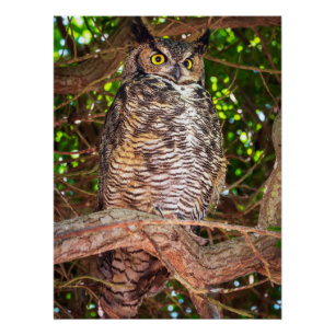 Uhu-Wandkunst Wildtier-Vogel-Druck Poster