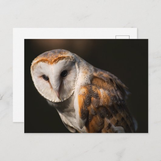 Uhus Postkarte (Vorne/Hinten)