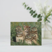 uil en kitten postkarte (Stehend Vorderseite)