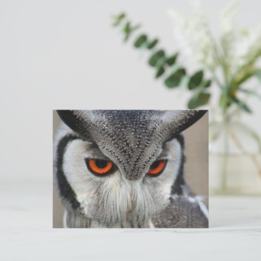 uilen postkarte (Stehend Vorderseite)