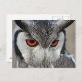 uilen postkarte (Vorne/Hinten)