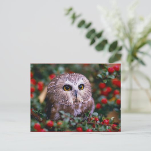 uilen postkarte (Stehend Vorderseite)