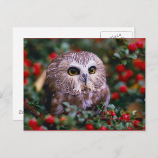 uilen postkarte (Vorne/Hinten)