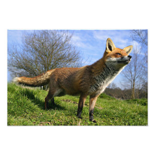 UK, England. Rotfuchs (Vulpes vulpes) in Fotodruck