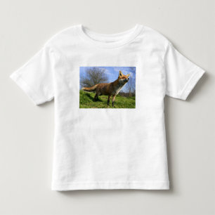 UK, England. Rotfuchs (Vulpes vulpes) in Kleinkind T-shirt