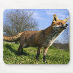 UK, England. Rotfuchs (Vulpes vulpes) in Mousepad