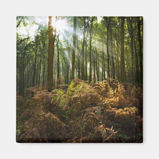 UK, England. Sonnenstrahlen durch Magnet (Vorne)