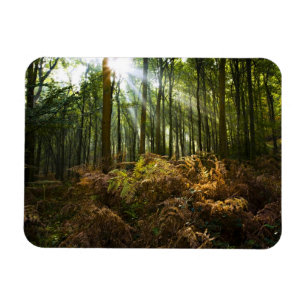 UK, England. Sonnenstrahlen durchfluten Magnet